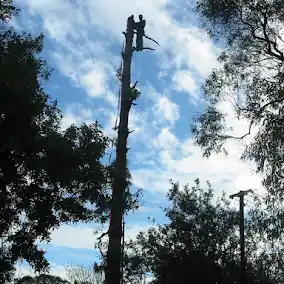 tree cutting