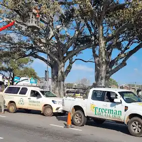 tree cutting